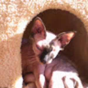 Meet your Posher, Harmony